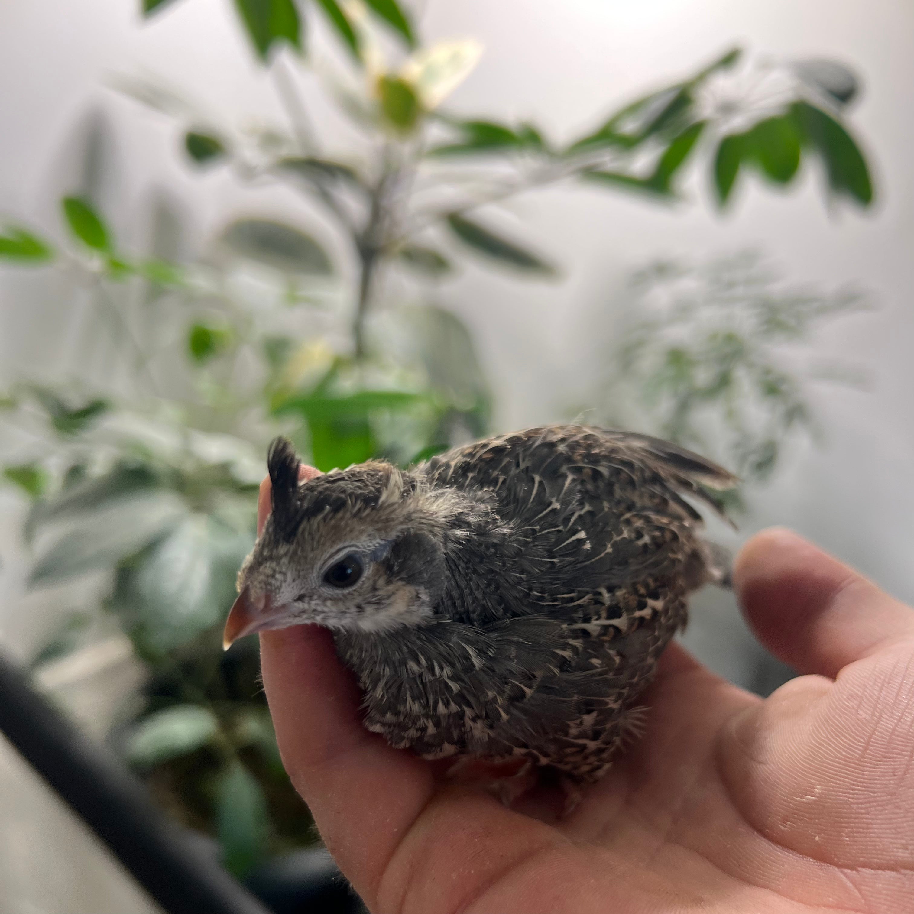 Quails