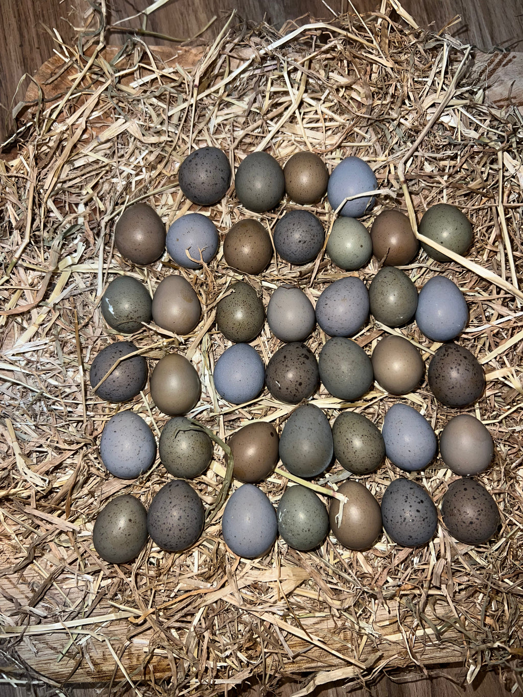 Button Quail / Chinese Painted Quail Eggs