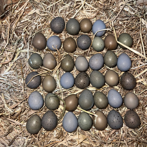 Button Quail / Chinese Painted Quail Hatching Eggs