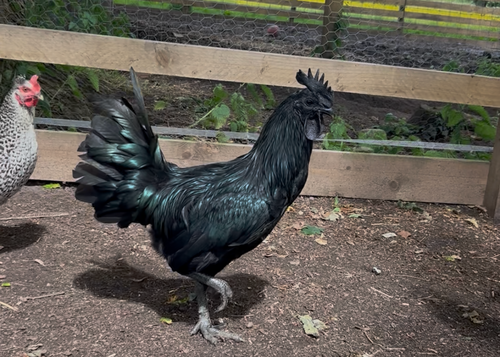 ayam cermani chicken hatching eggs x6