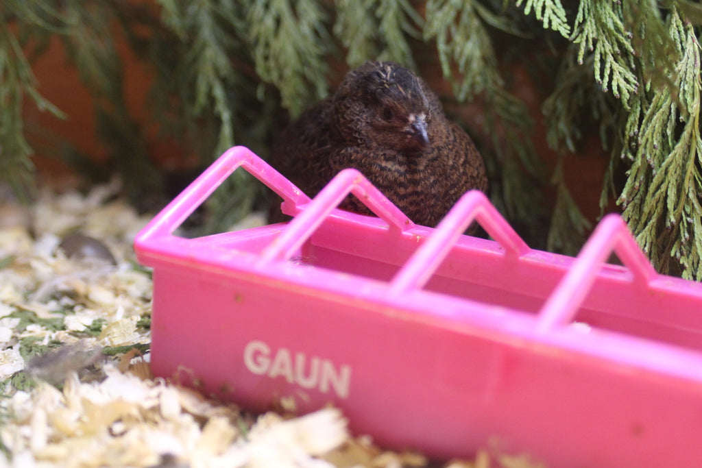 Button Quail / Chinese Painted Quail Hatching Eggs