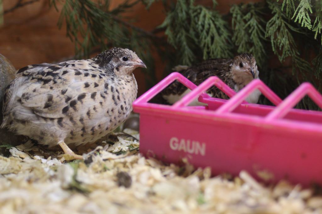Button Quail / Chinese Painted Quail Hatching Eggs