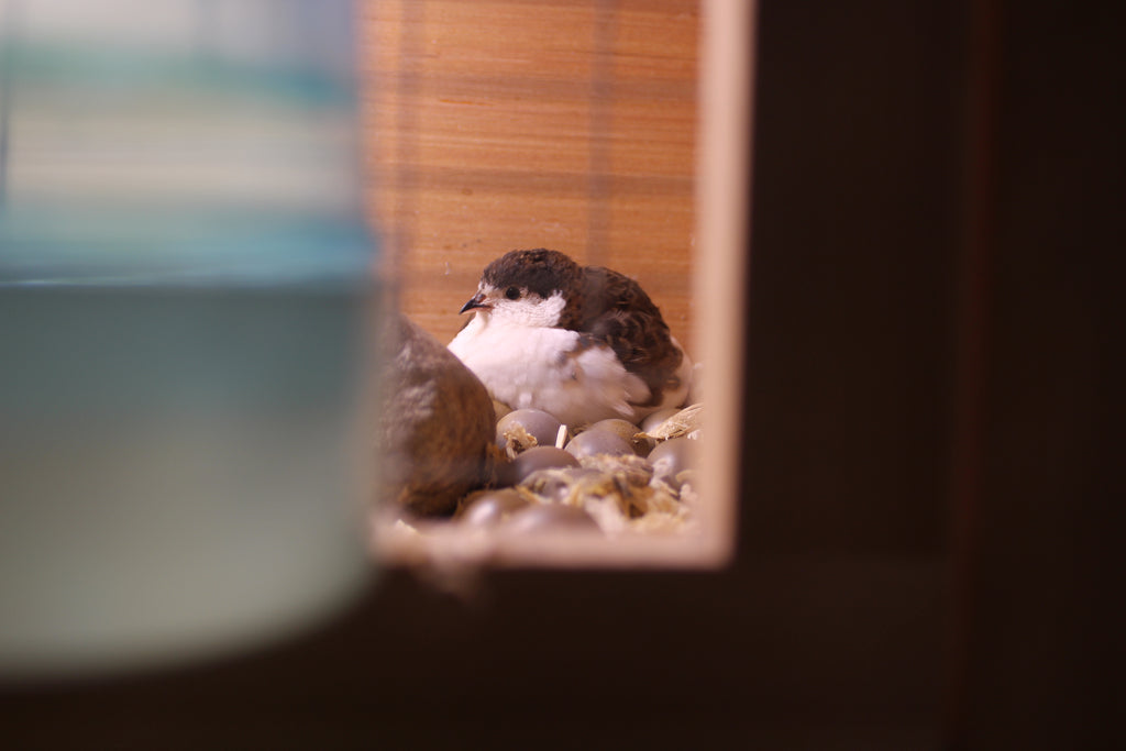 Button Quail / Chinese Painted Quail Hatching Eggs