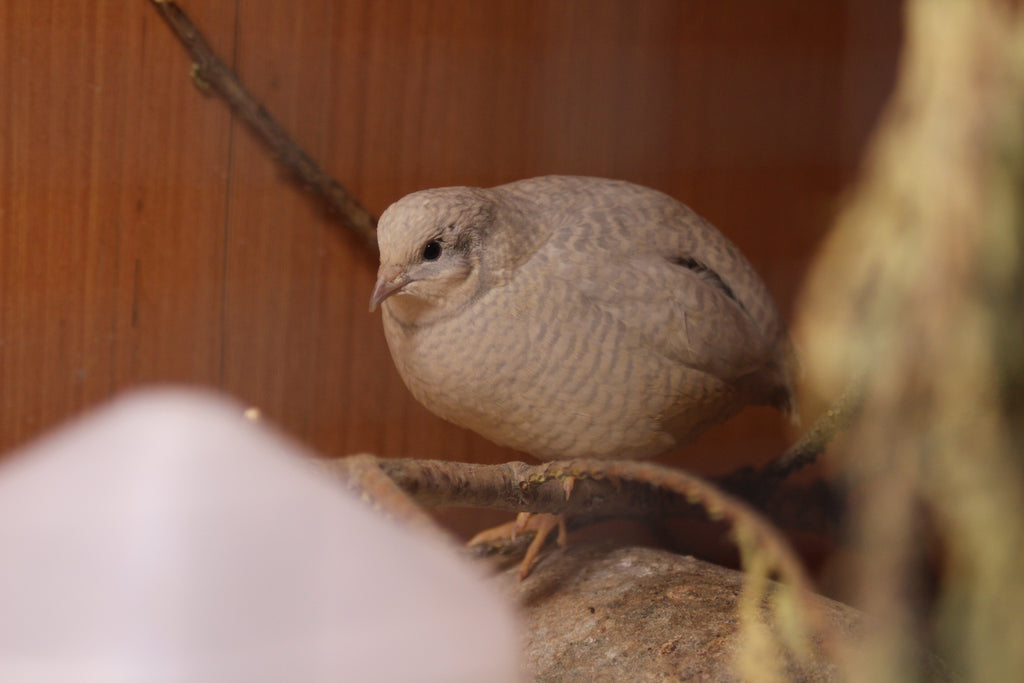Button Quail / Chinese Painted Quail Hatching Eggs