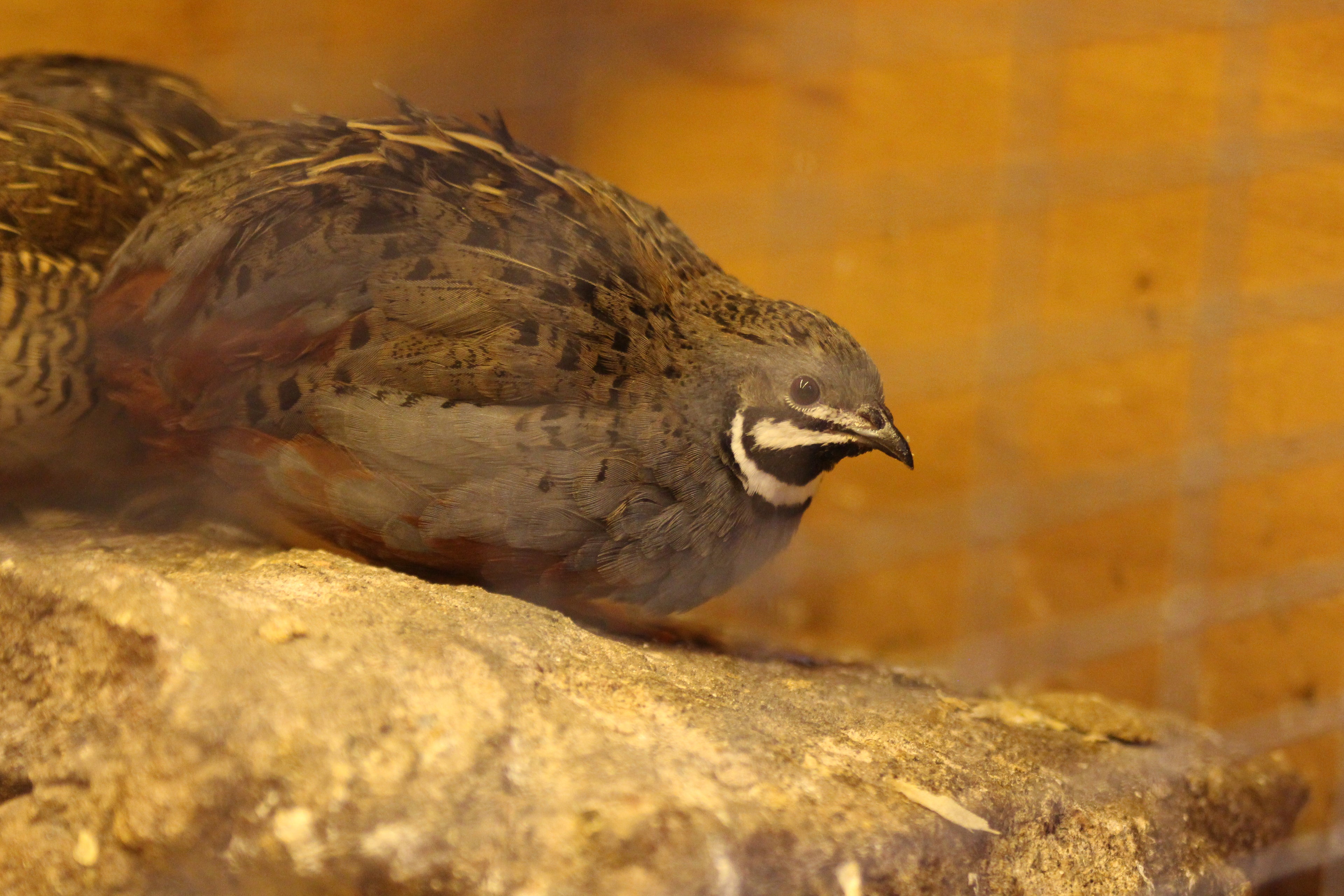 Button Quail / Chinese Painted Quail Hatching Eggs