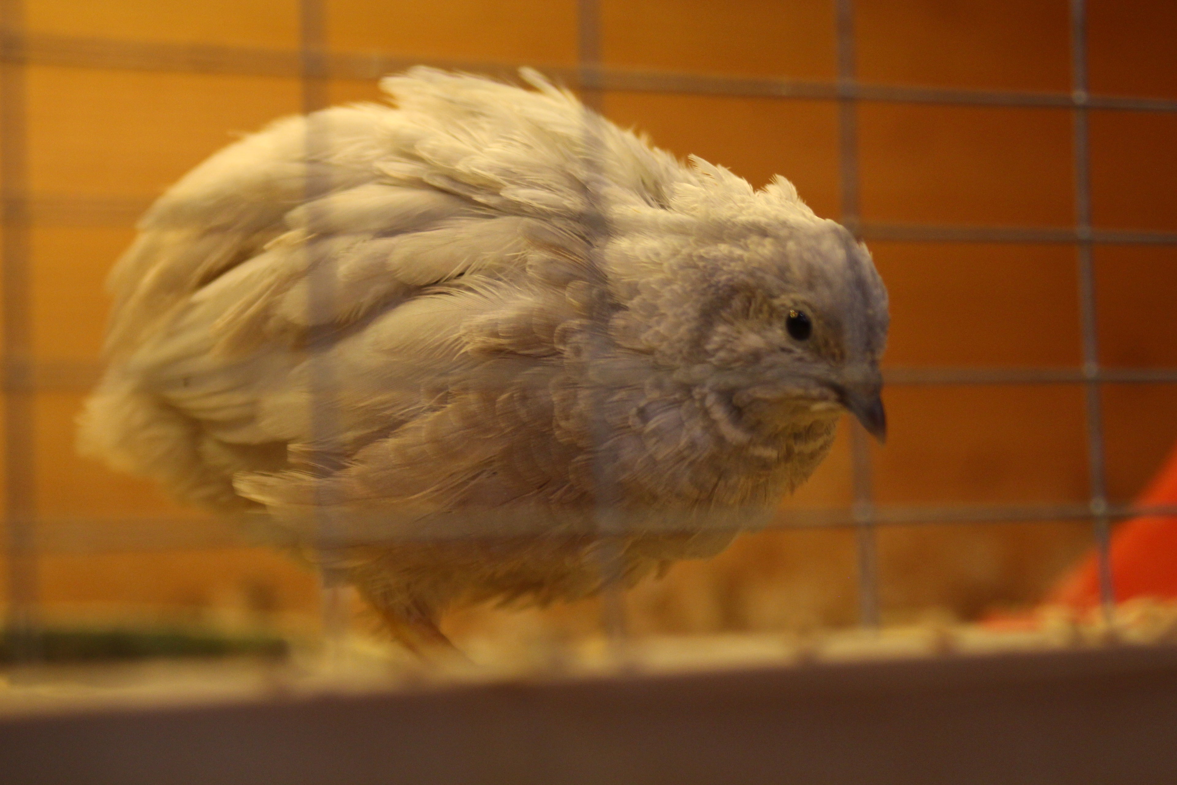 Button Quail / Chinese Painted Quail Hatching Eggs
