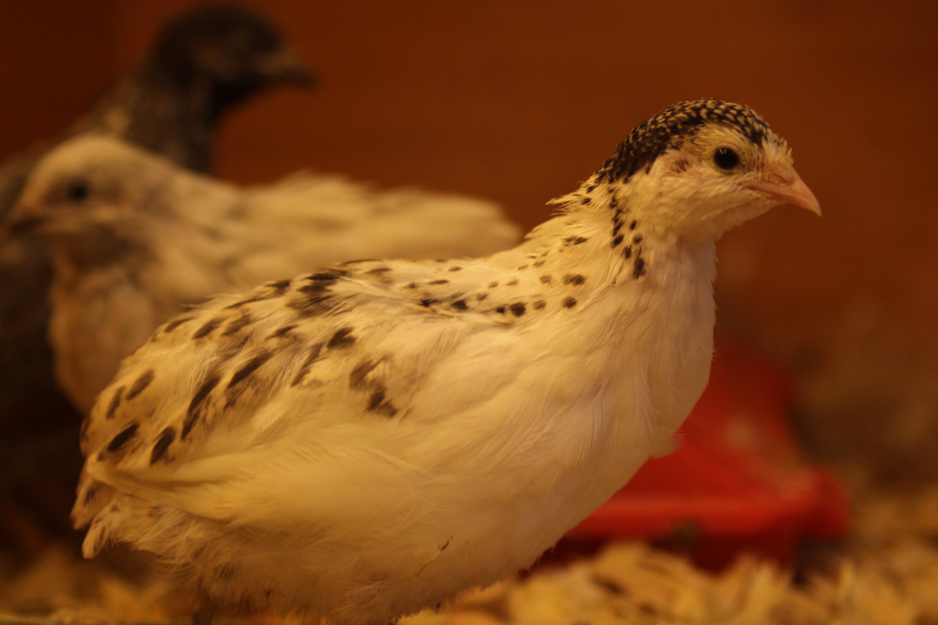 Button Quail / Chinese Painted Quail Hatching Eggs