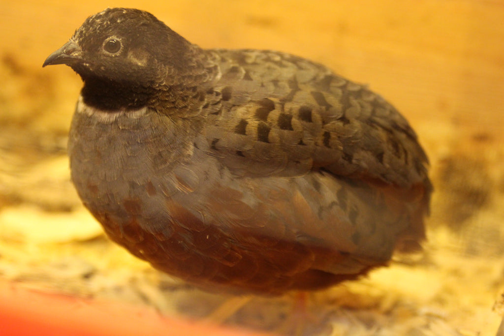 Button Quail / Chinese Painted Quail Hatching Eggs