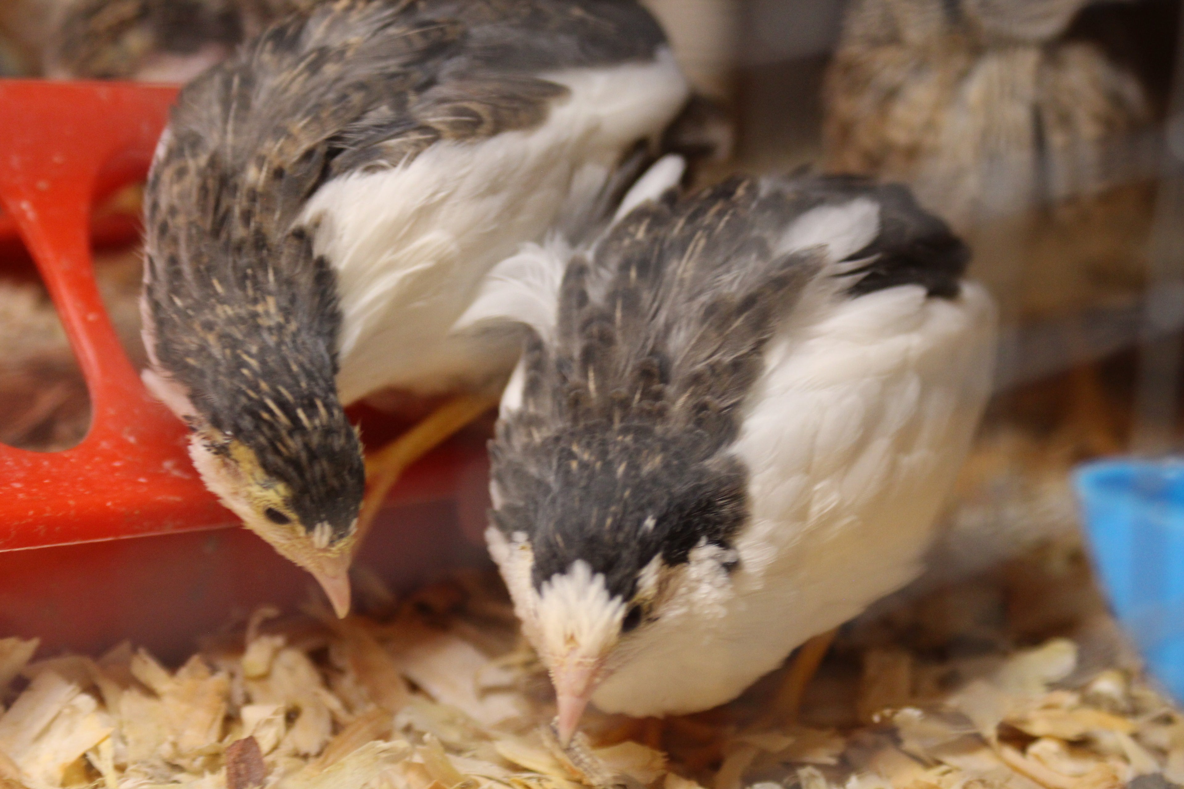 Button Quail / Chinese Painted Quail Hatching Eggs