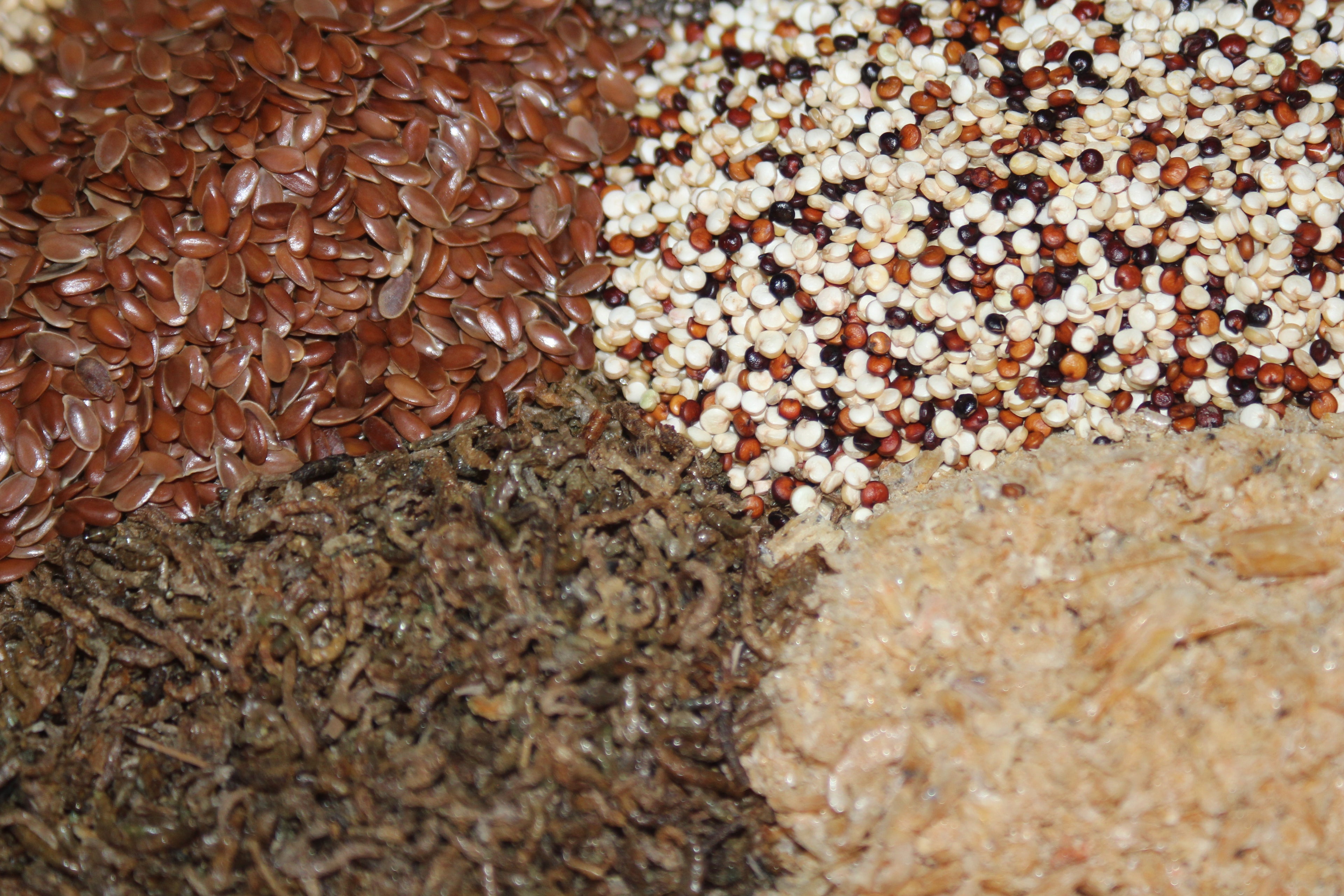 Specialty Chinese Painted Quail / Button Quail Treat Feed – Refined Grain, Seed, Insect & Crustacean Blend (0.5-5KG)