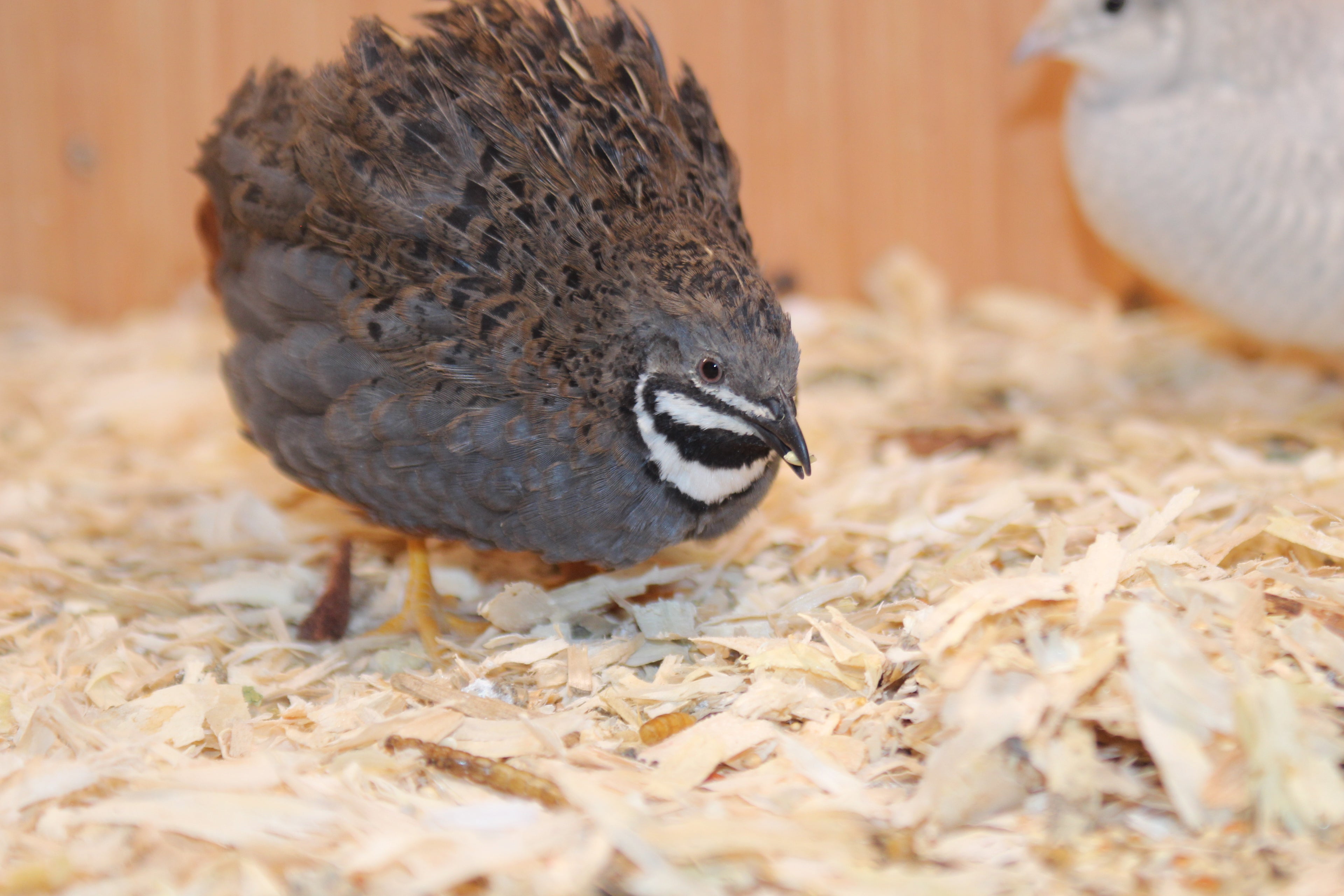 Specialty Chinese Painted Quail / Button Quail Treat Feed – Refined Grain, Seed, Insect & Crustacean Blend (0.5-5KG)