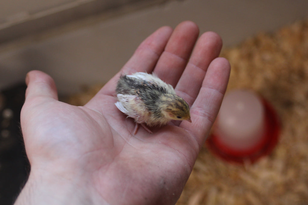 Button Quail / Chinese Painted Quail Hatching Eggs