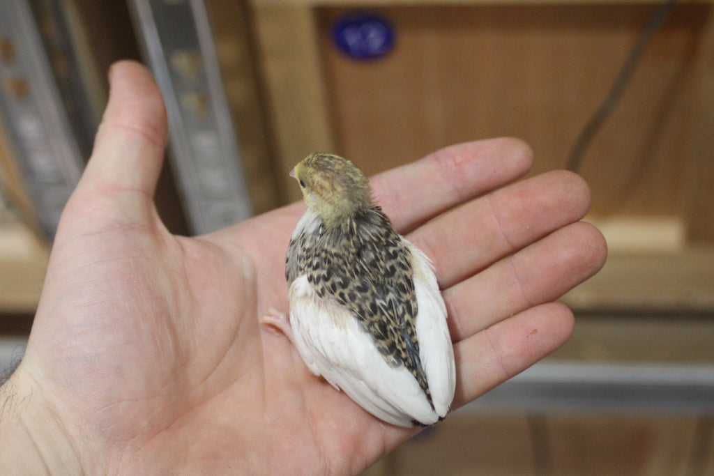 Button Quail / Chinese Painted Quail Hatching Eggs
