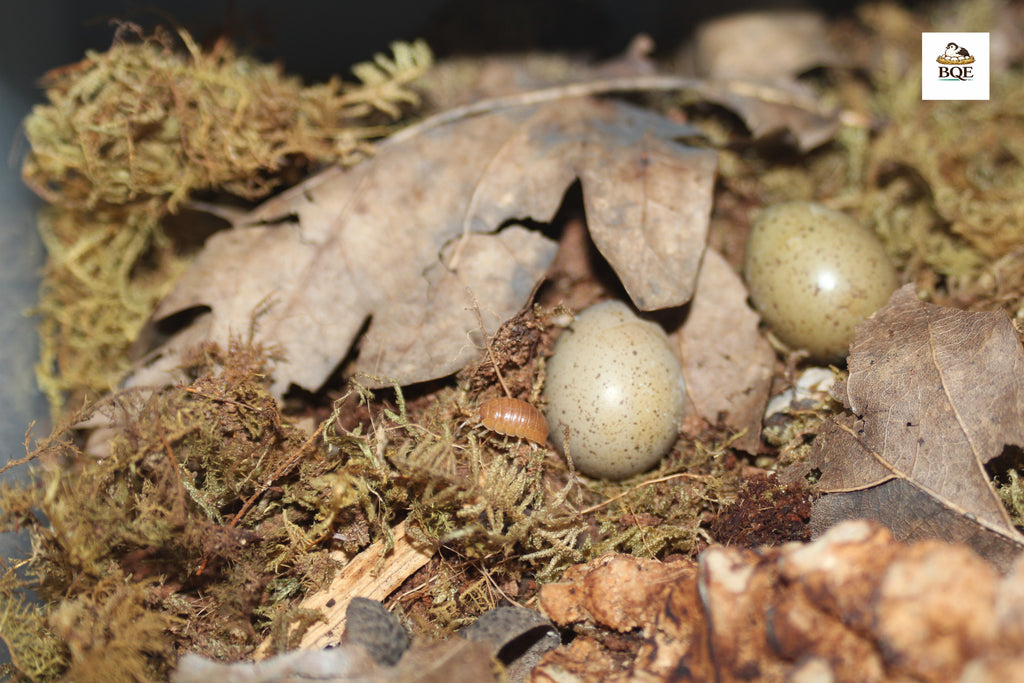 INFERTILE Chinese Painted / Button Quail Eggs – Perfect for Reptiles & Exotic Species