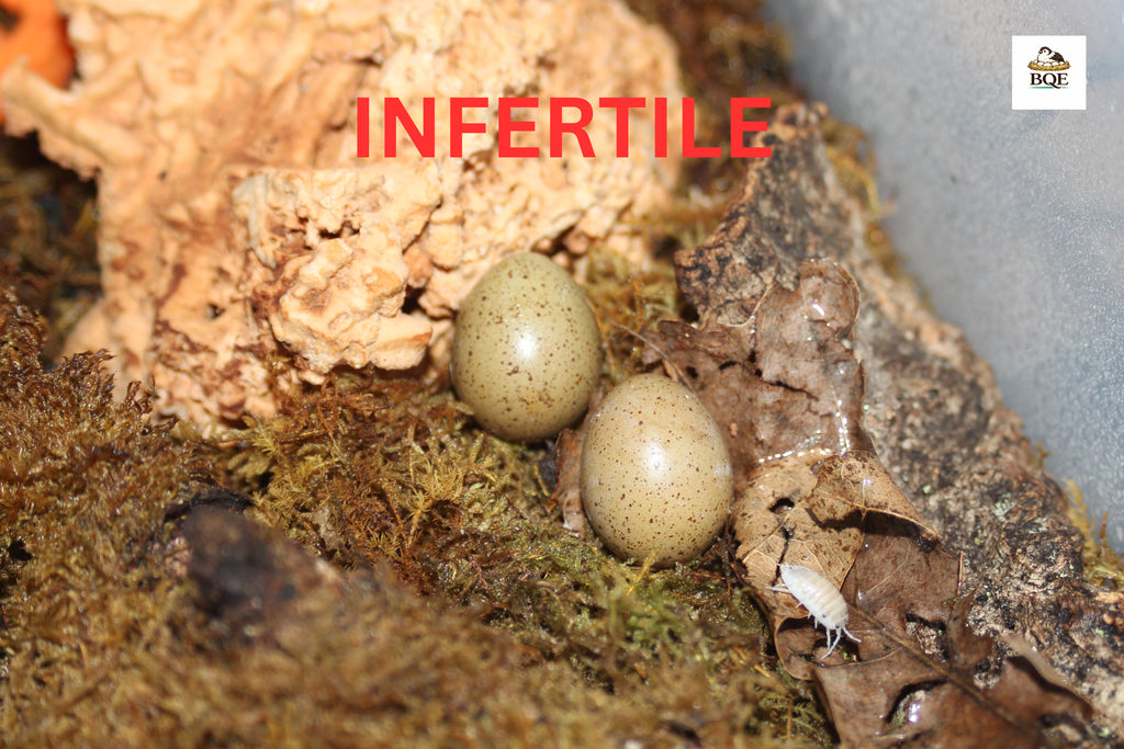 INFERTILE Chinese Painted / Button Quail Eggs – Perfect for Reptiles & Exotic Species