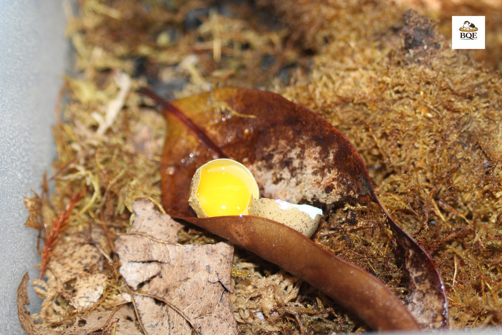 INFERTILE Chinese Painted / Button Quail Eggs – Perfect for Reptiles & Exotic Species
