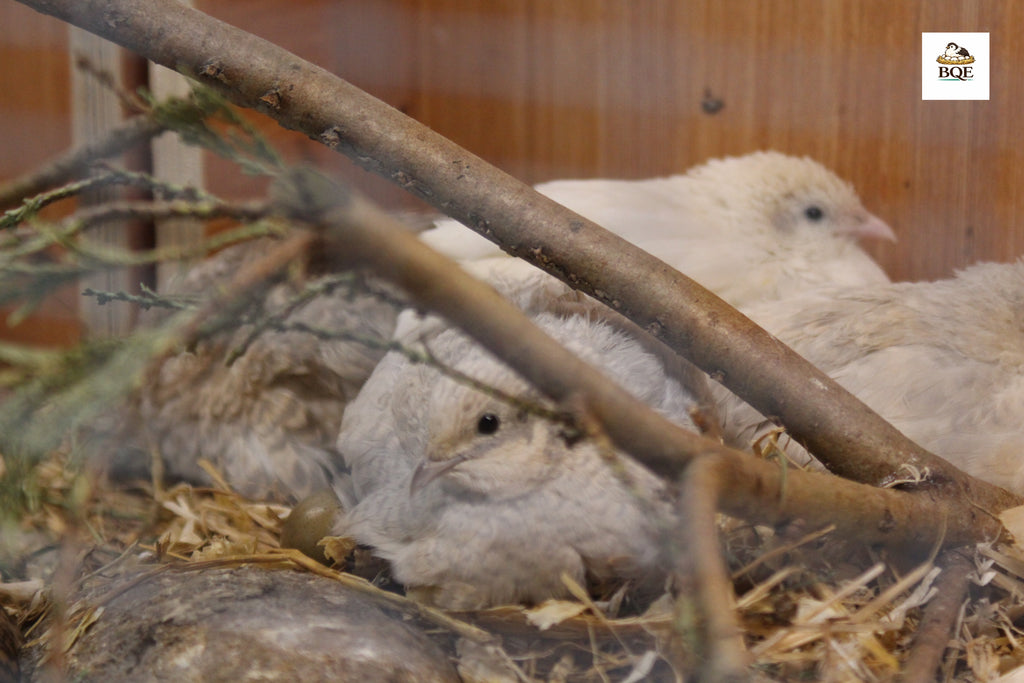 INFERTILE Chinese Painted / Button Quail Eggs – Perfect for Reptiles & Exotic Species