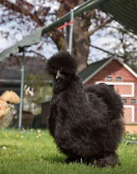 black silkie chicken hatching eggs x6
