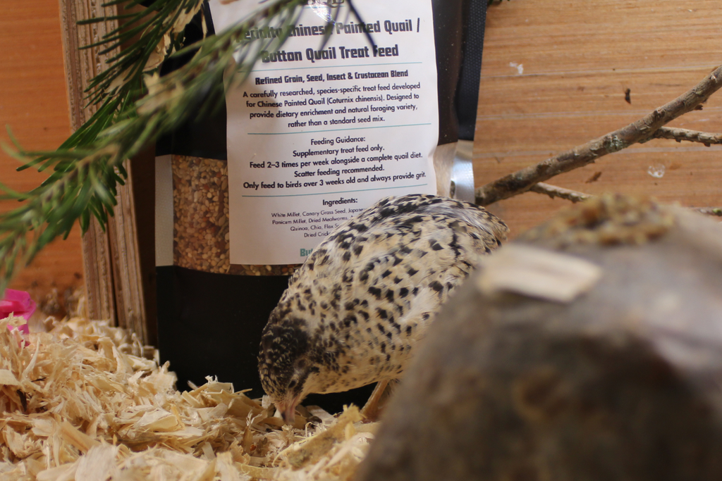 Specialty Chinese Painted Quail / Button Quail Treat Feed – Refined Grain, Seed, Insect & Crustacean Blend (0.5-5KG)