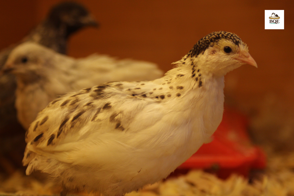 Button Quail / Chinese Painted Quail Hatching Eggs
