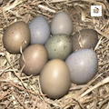 Button Quail / Chinese Painted Quail Hatching Eggs
