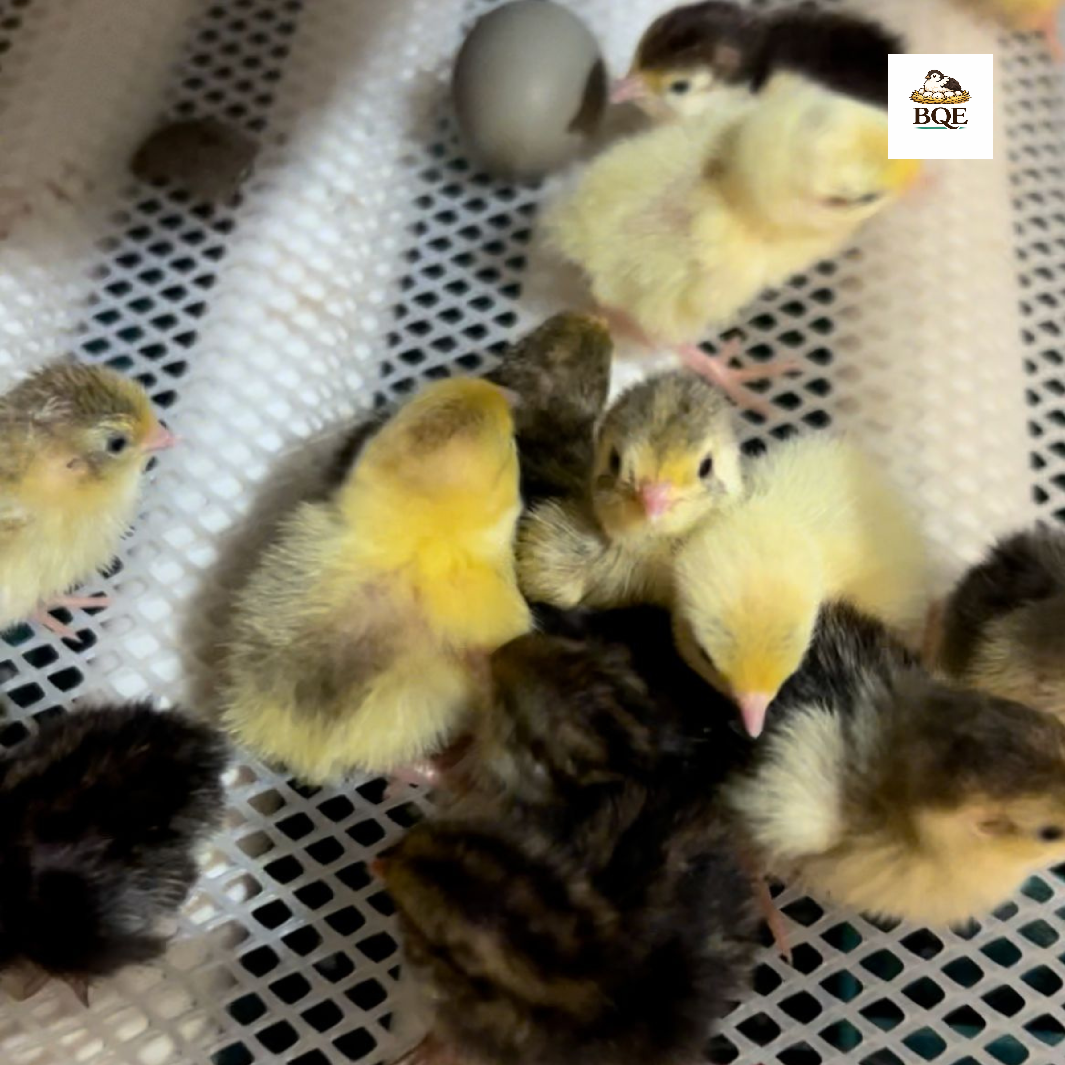 Button Quail / Chinese Painted Quail Hatching Eggs