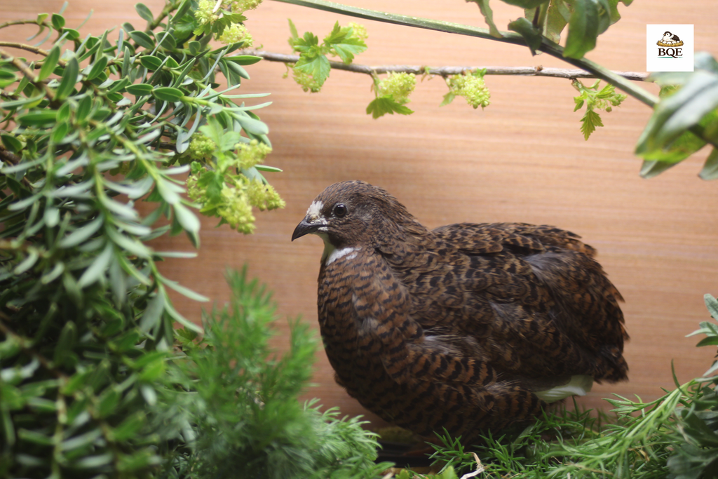 Button Quail / Chinese Painted Quail Hatching Eggs