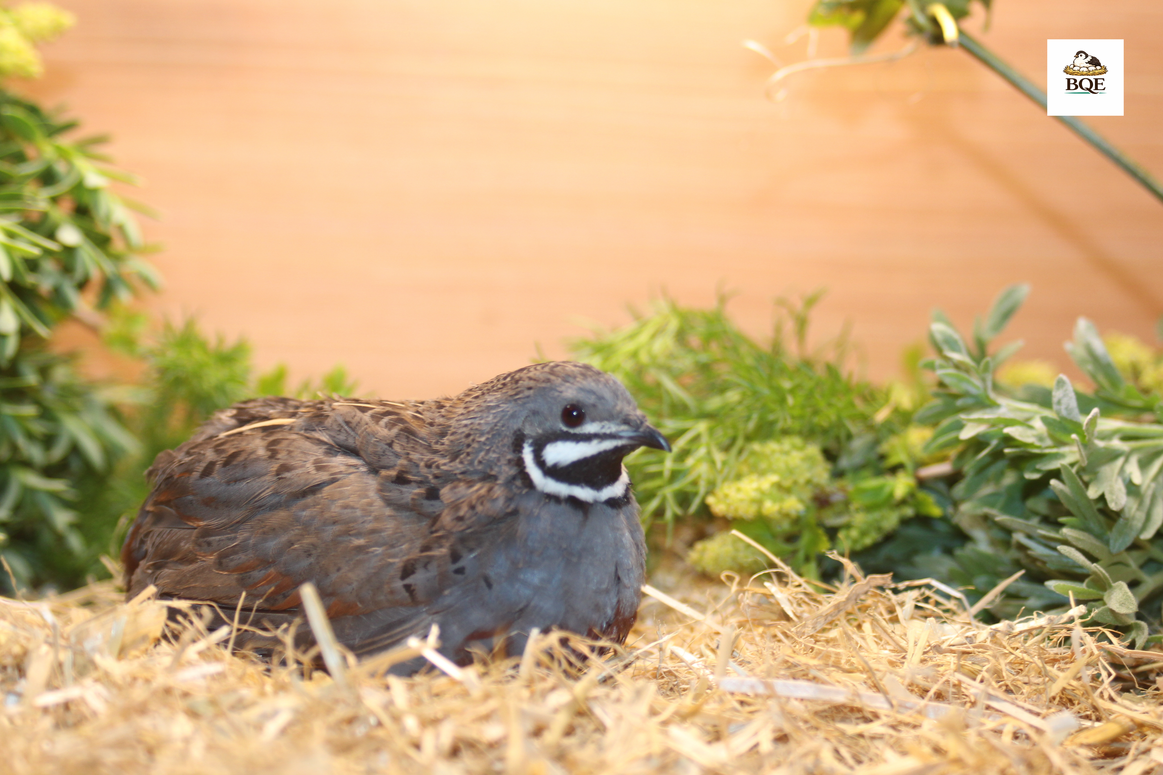 Button Quail / Chinese Painted Quail Hatching Eggs
