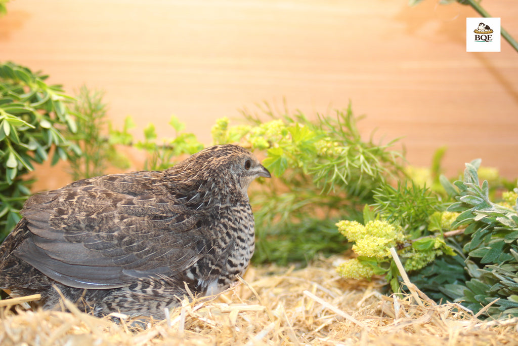 Button Quail / Chinese Painted Quail Hatching Eggs