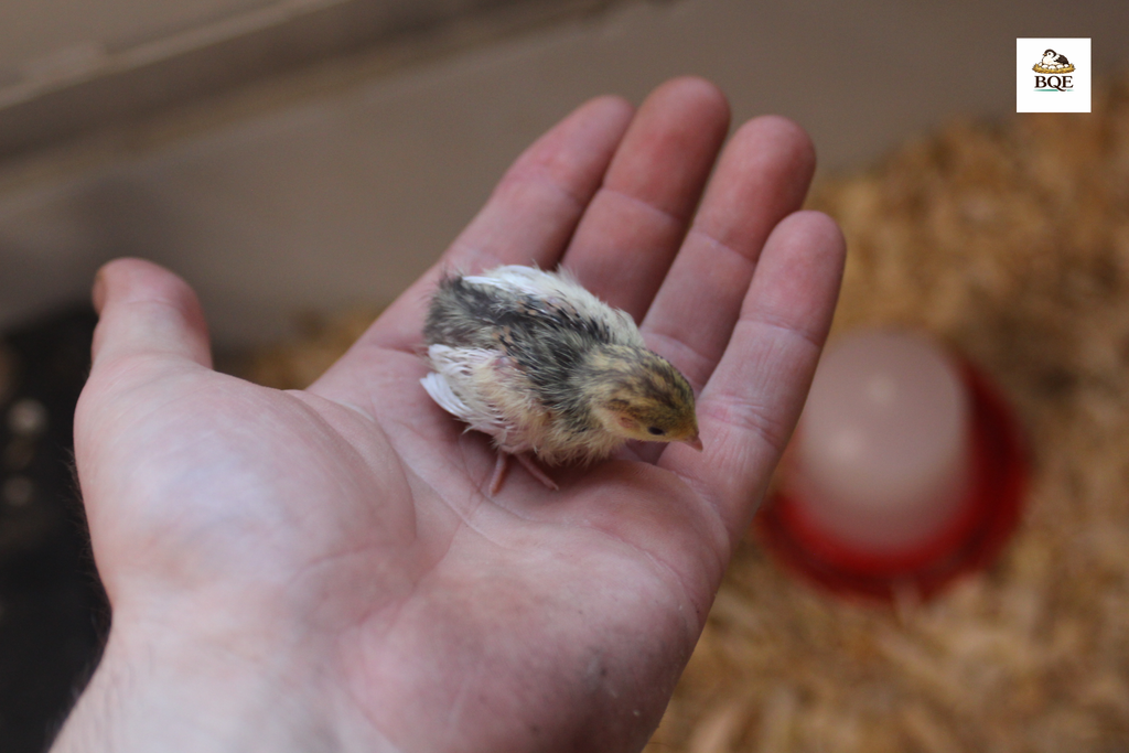 Button Quail / Chinese Painted Quail Hatching Eggs