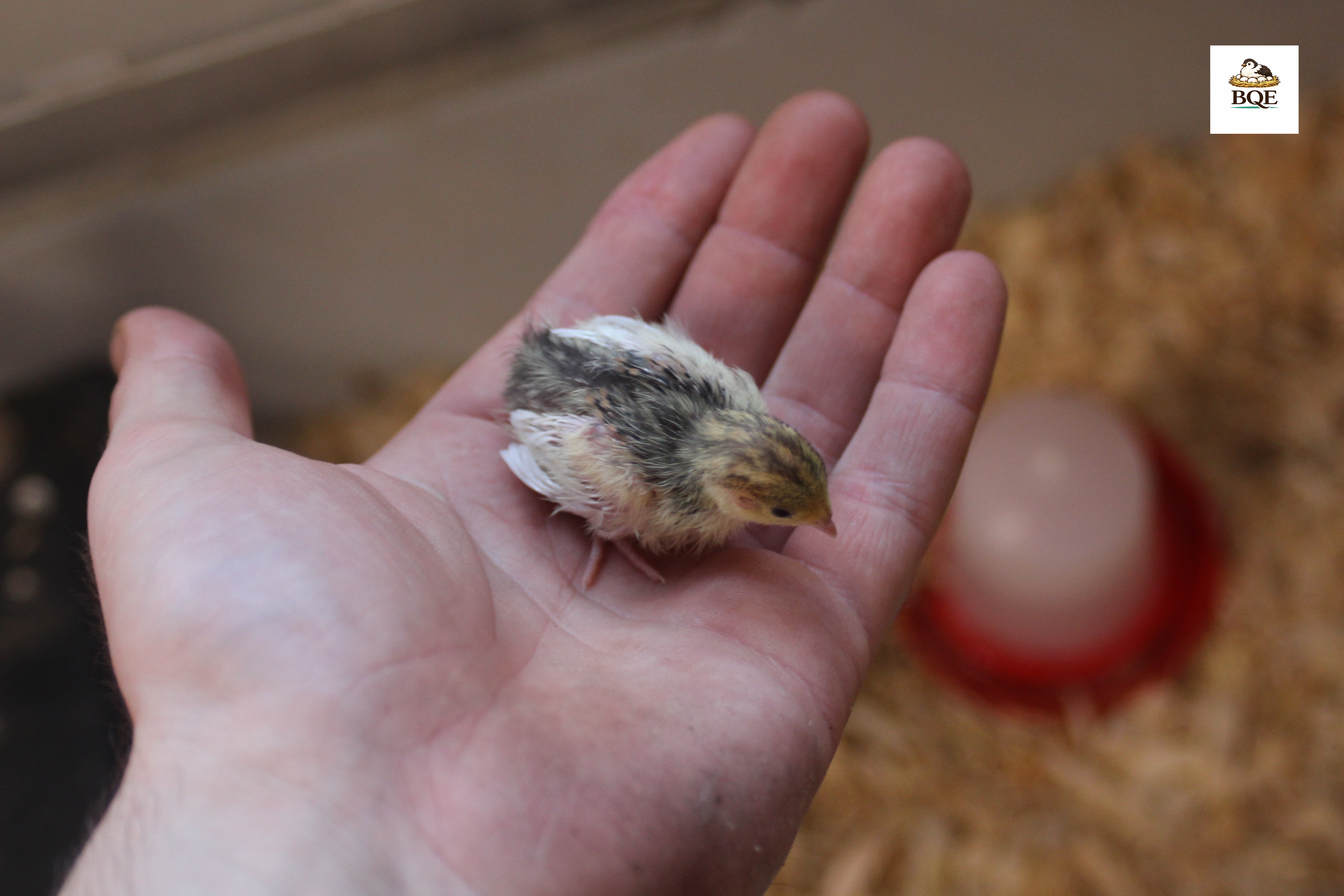 Button Quail / Chinese Painted Quail Hatching Eggs