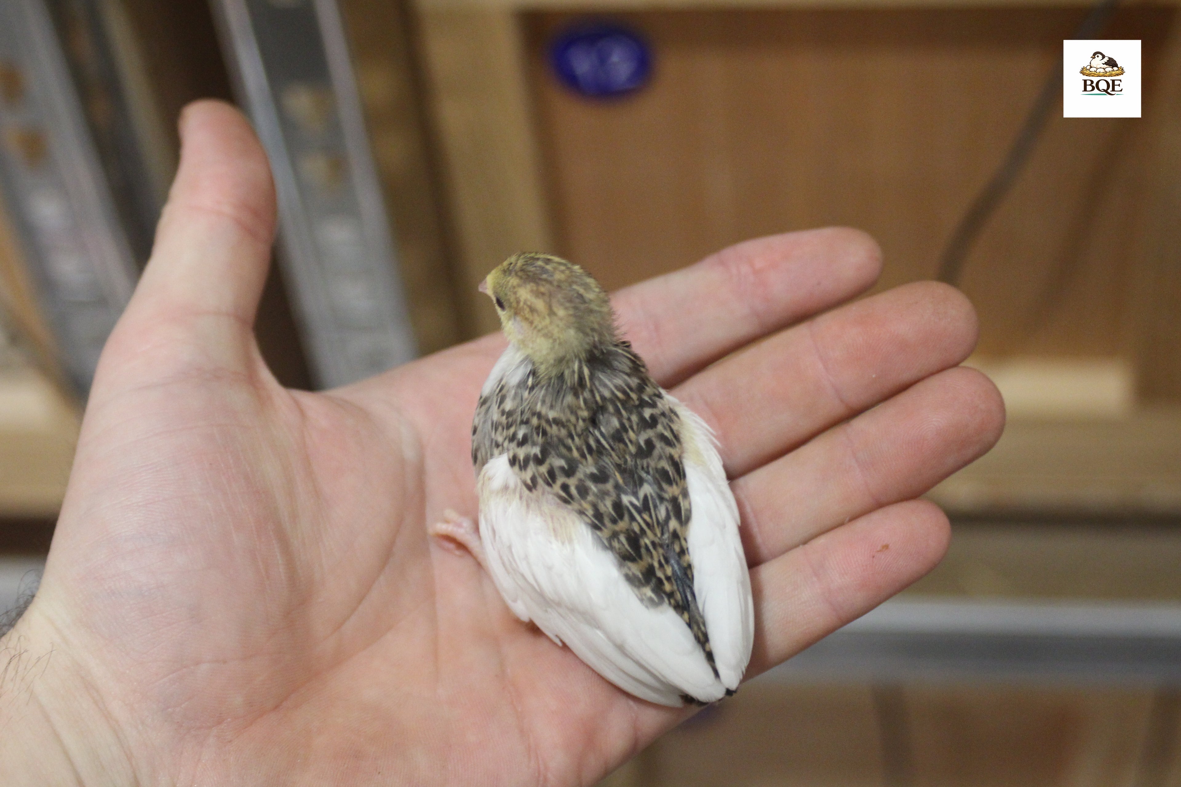 Button Quail / Chinese Painted Quail Hatching Eggs