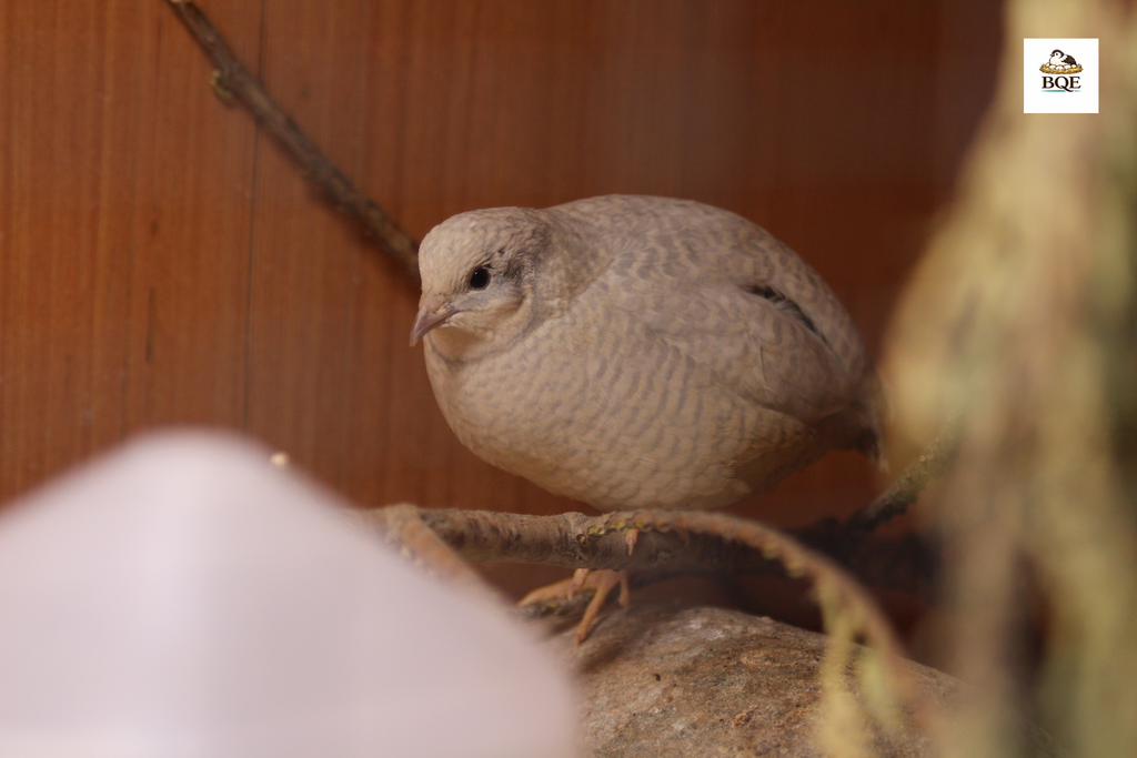Button Quail / Chinese Painted Quail Hatching Eggs