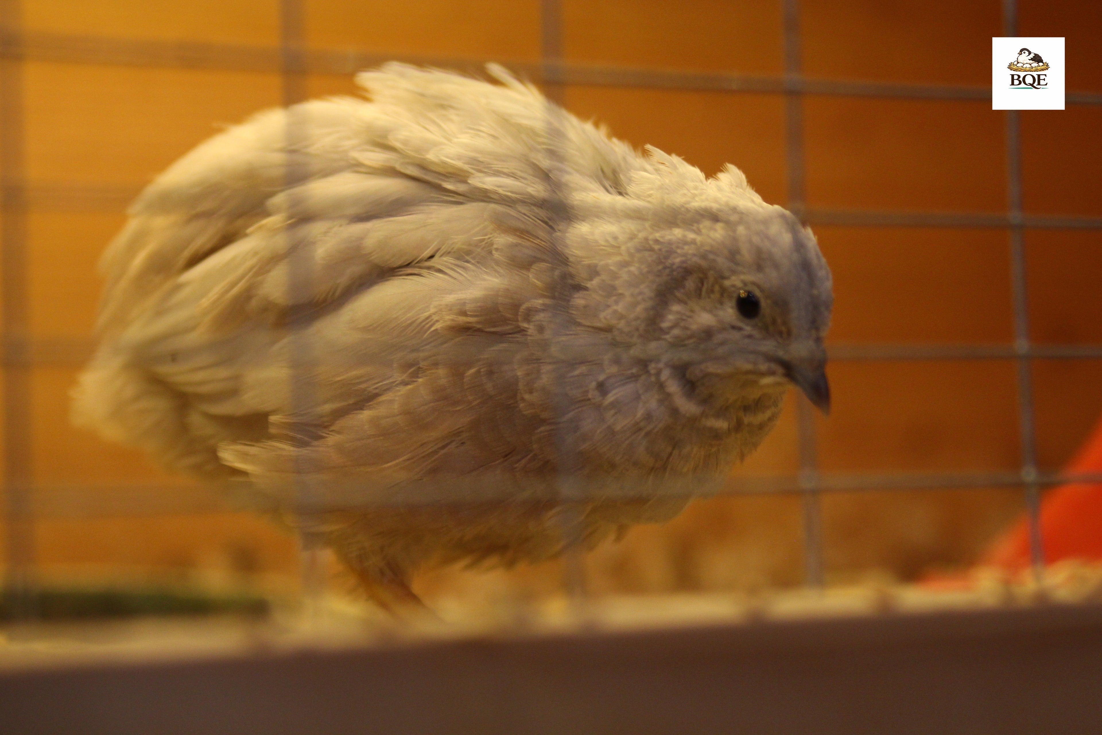 Button Quail / Chinese Painted Quail Hatching Eggs