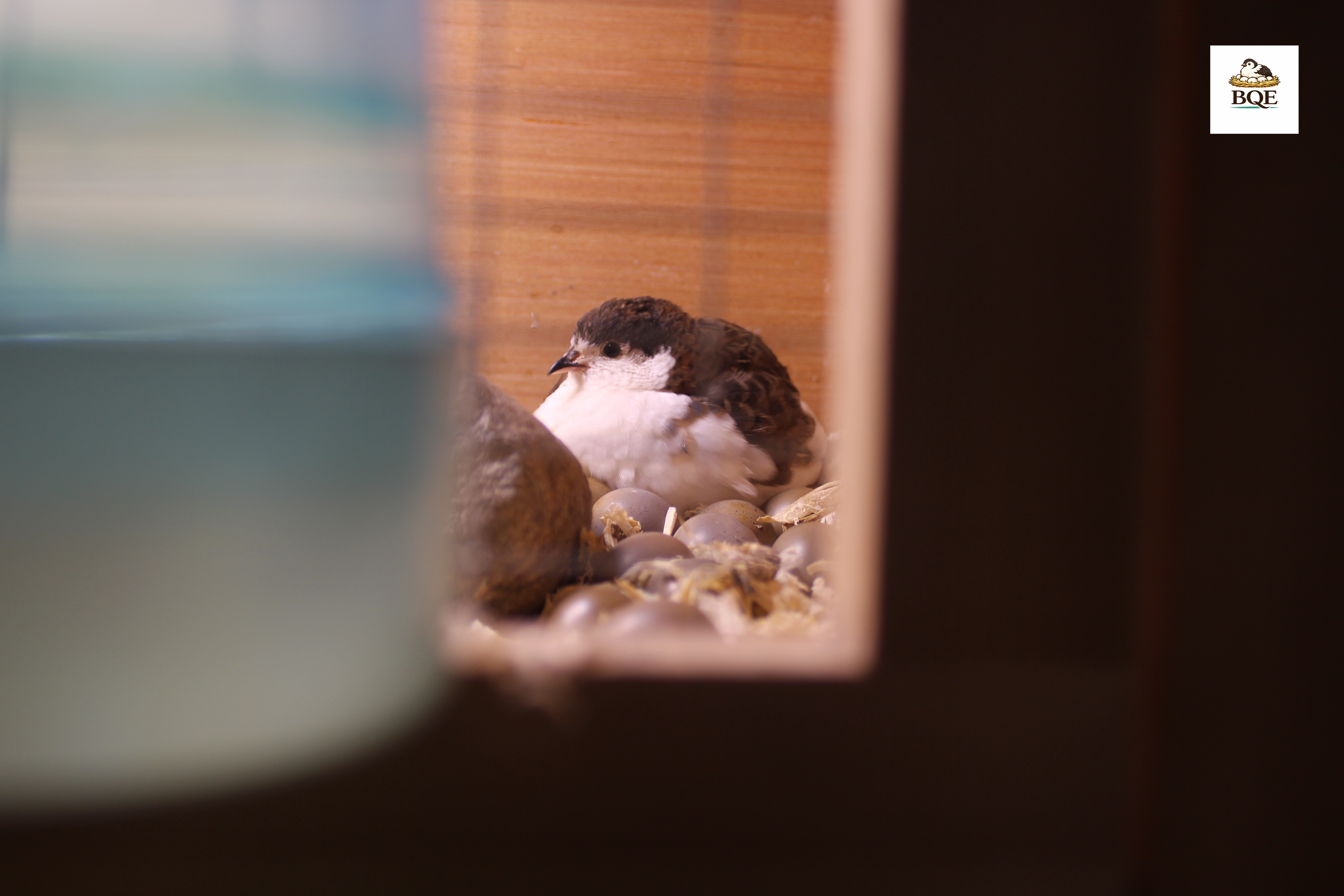 Button Quail / Chinese Painted Quail Hatching Eggs