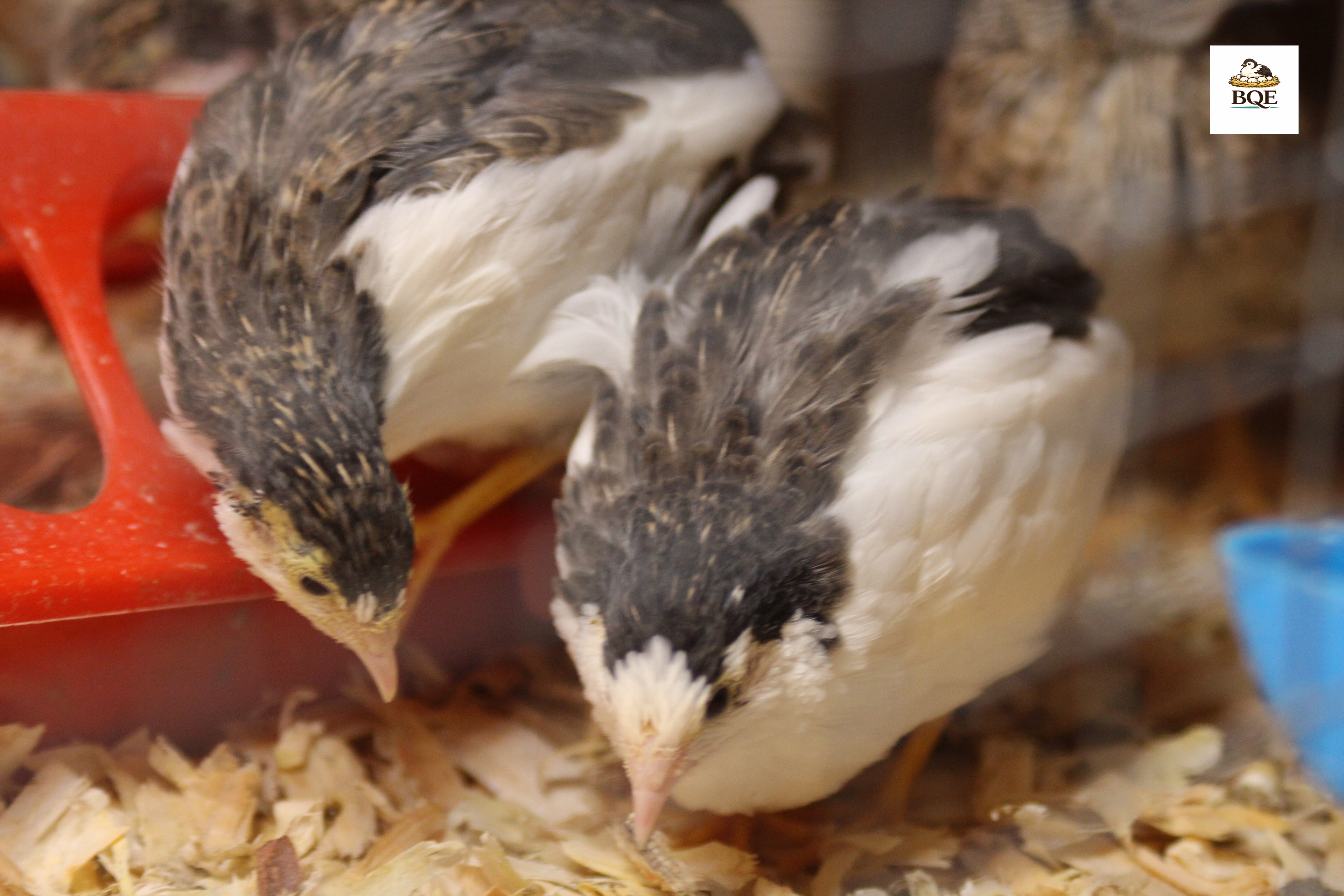 Button Quail / Chinese Painted Quail Hatching Eggs