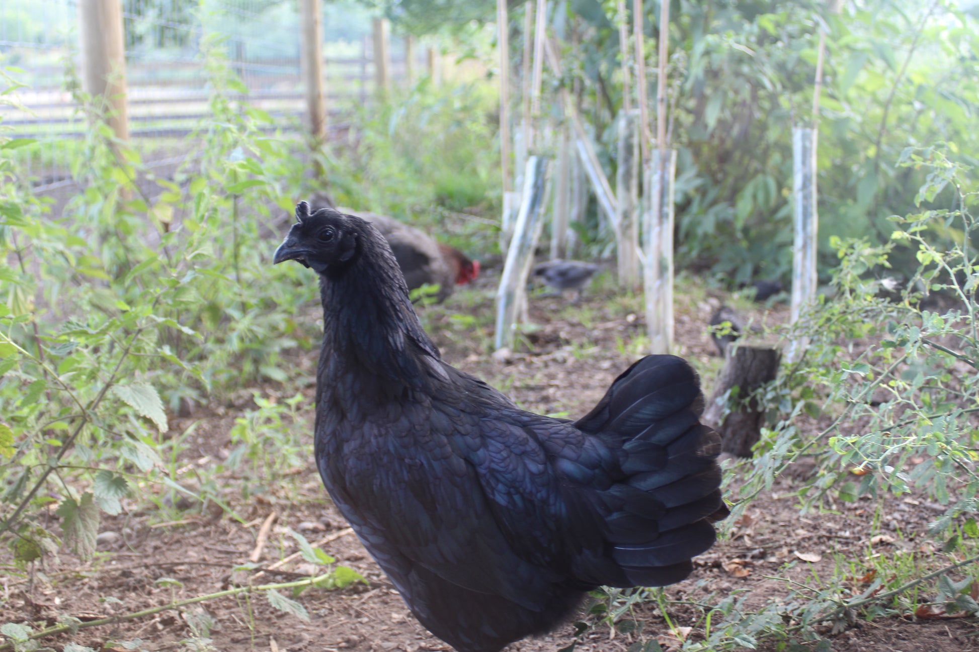 Mix and Match Chicken Hatching Eggs