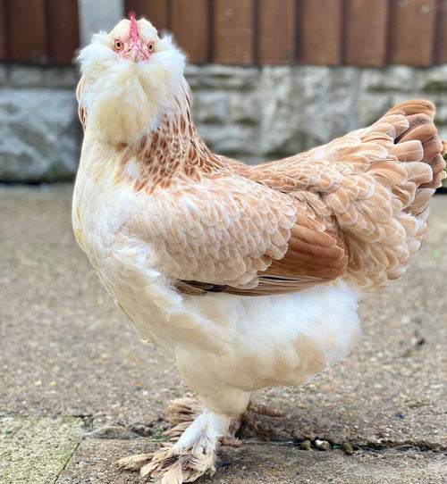 British Faverolles chicken hatching eggs x6