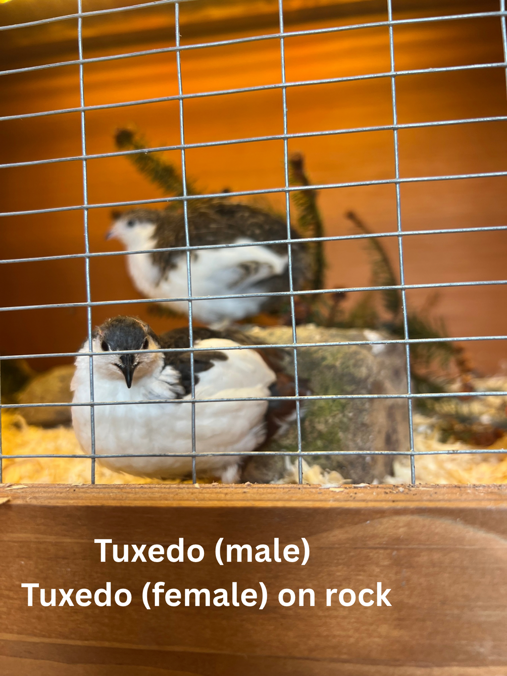 Button Quail / Chinese Painted Quail Eggs