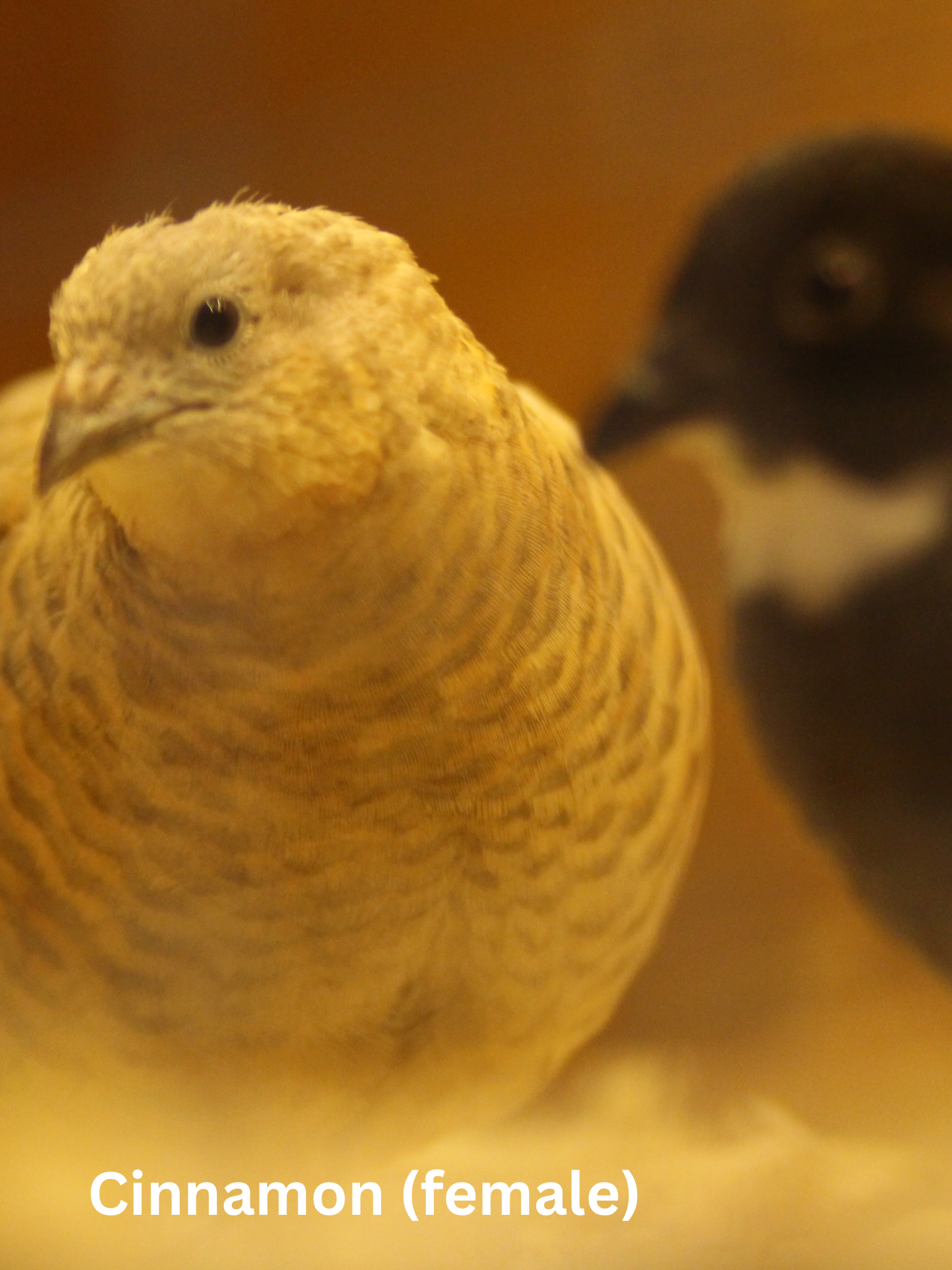 Button Quail / Chinese Painted Quail Eggs