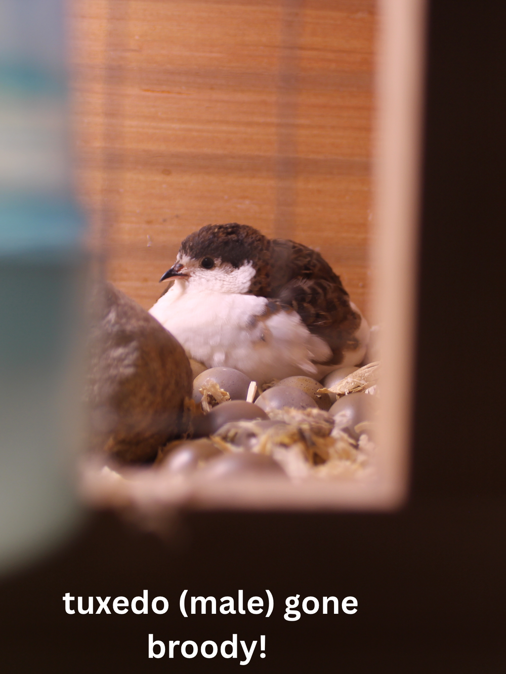 Button Quail / Chinese Painted Quail Eggs