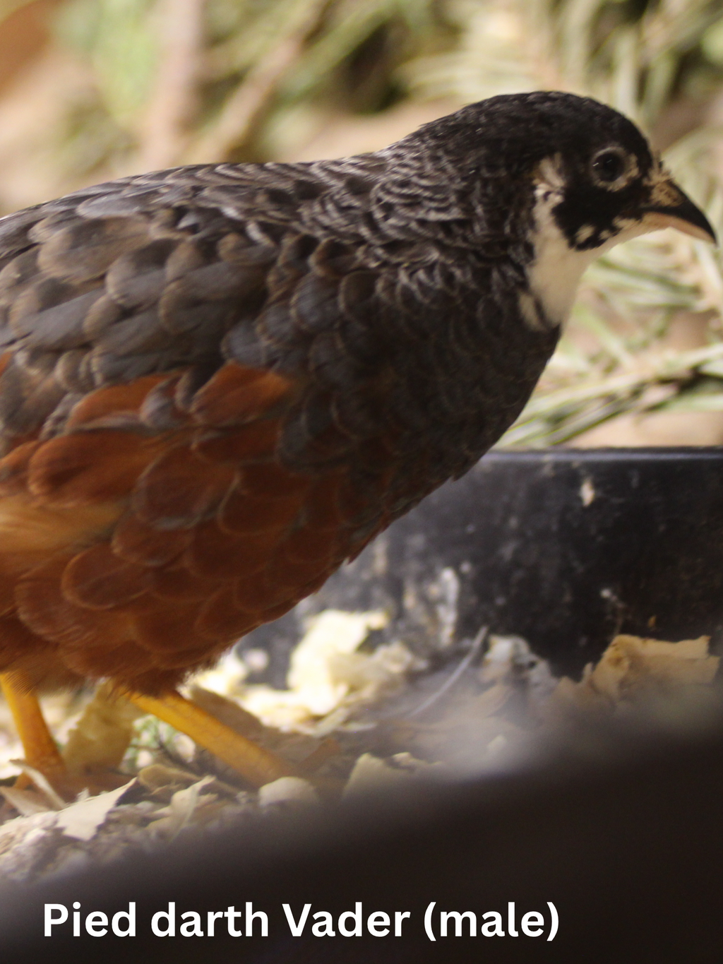 Button Quail / Chinese Painted Quail Eggs
