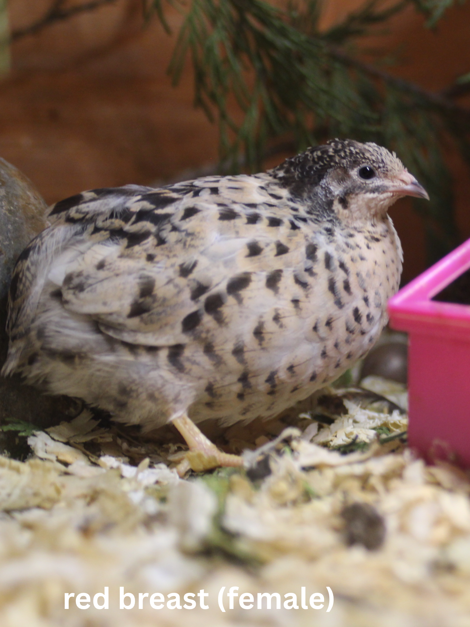 Button Quail / Chinese Painted Quail Eggs