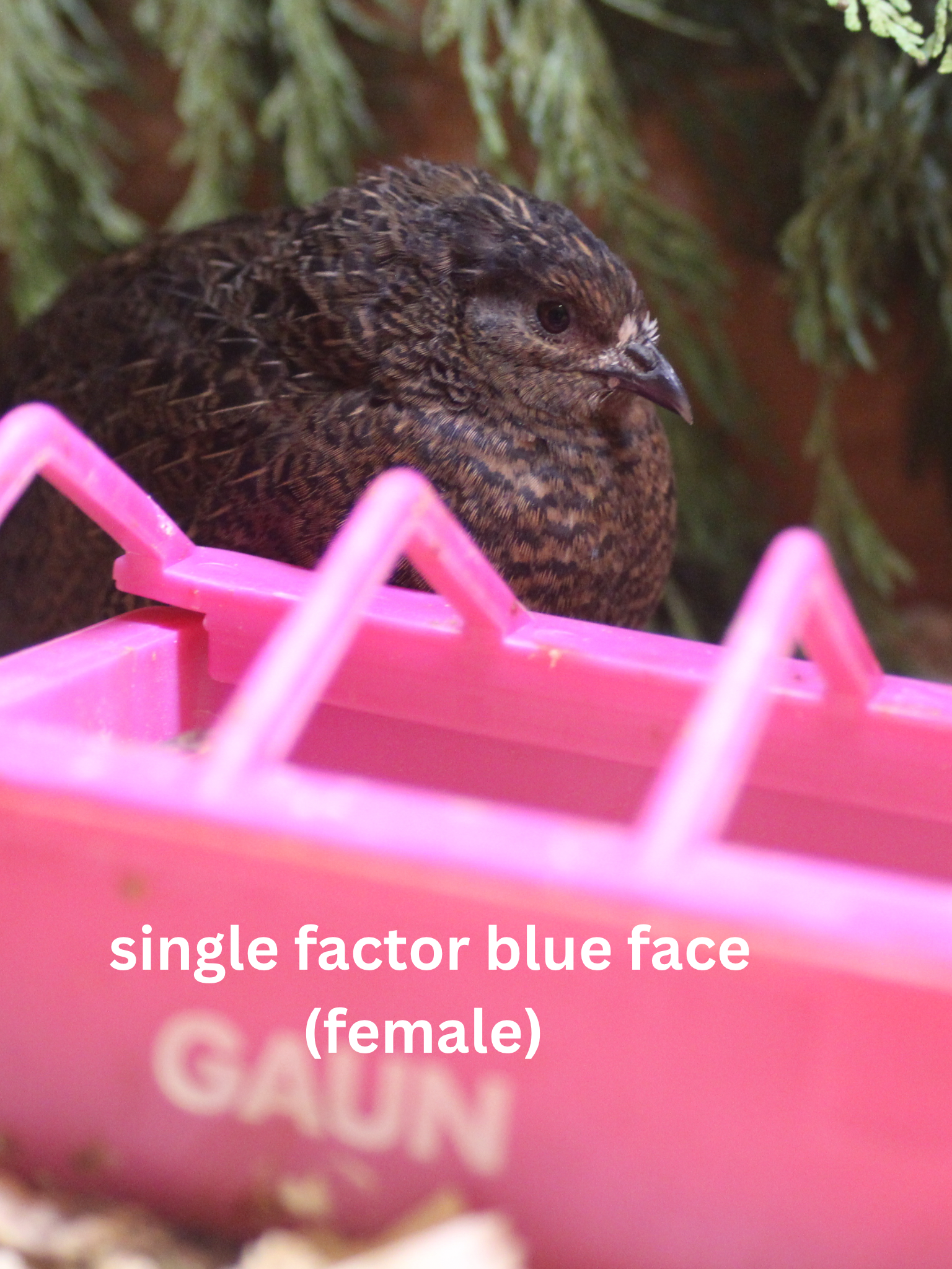 Button Quail / Chinese Painted Quail Eggs