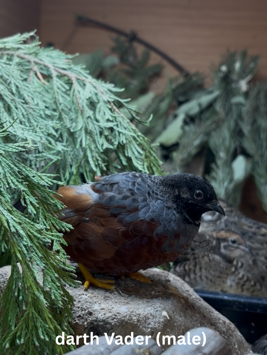 Button Quail / Chinese Painted Quail Eggs
