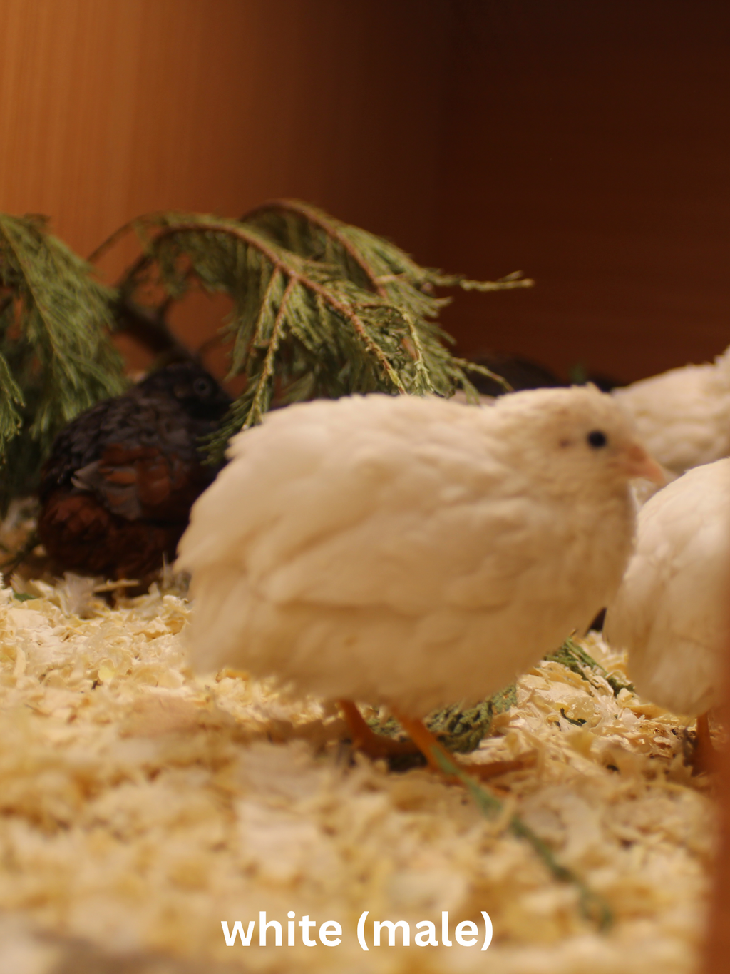 Button Quail / Chinese Painted Quail Eggs