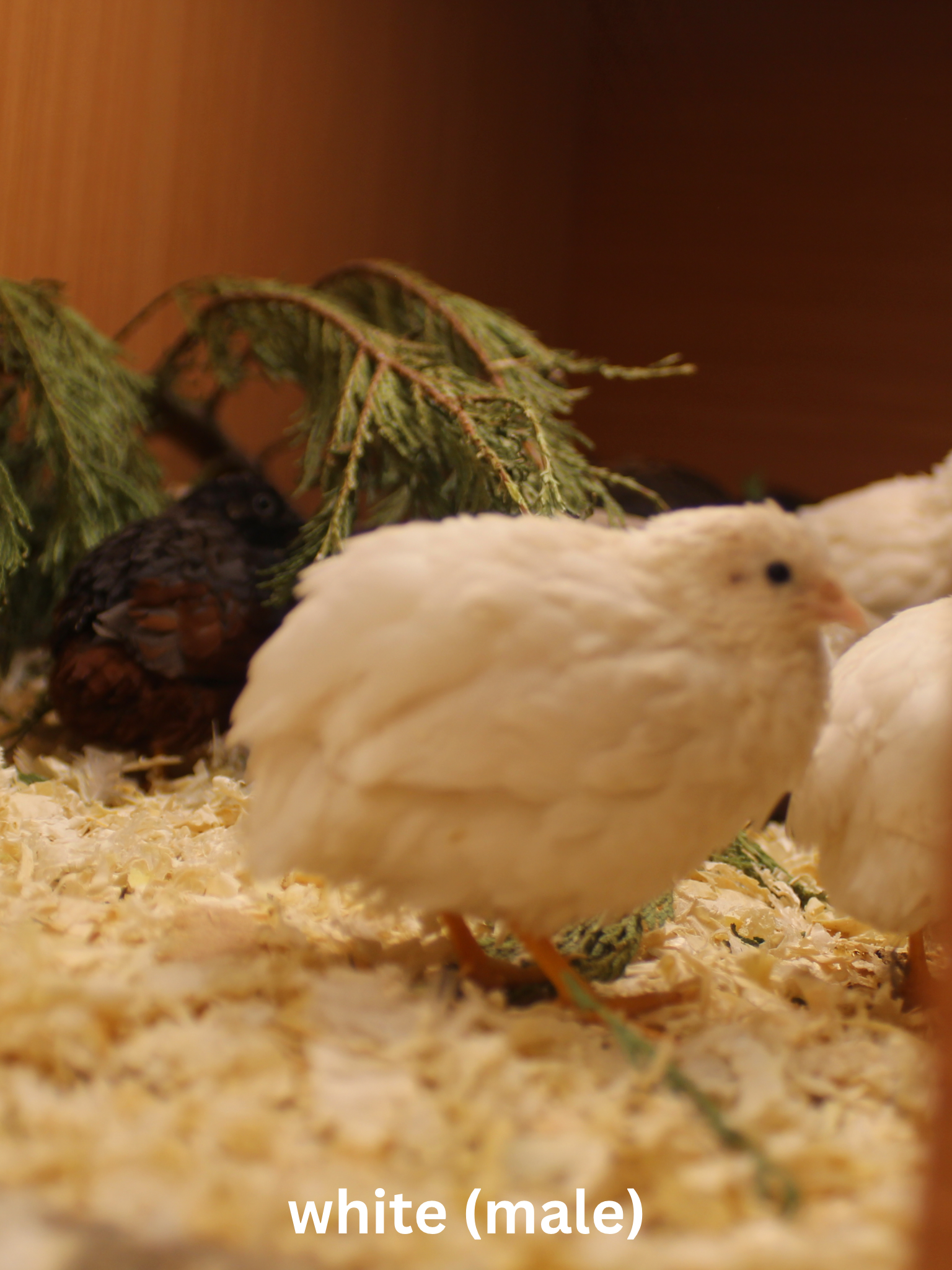 Button Quail / Chinese Painted Quail Eggs