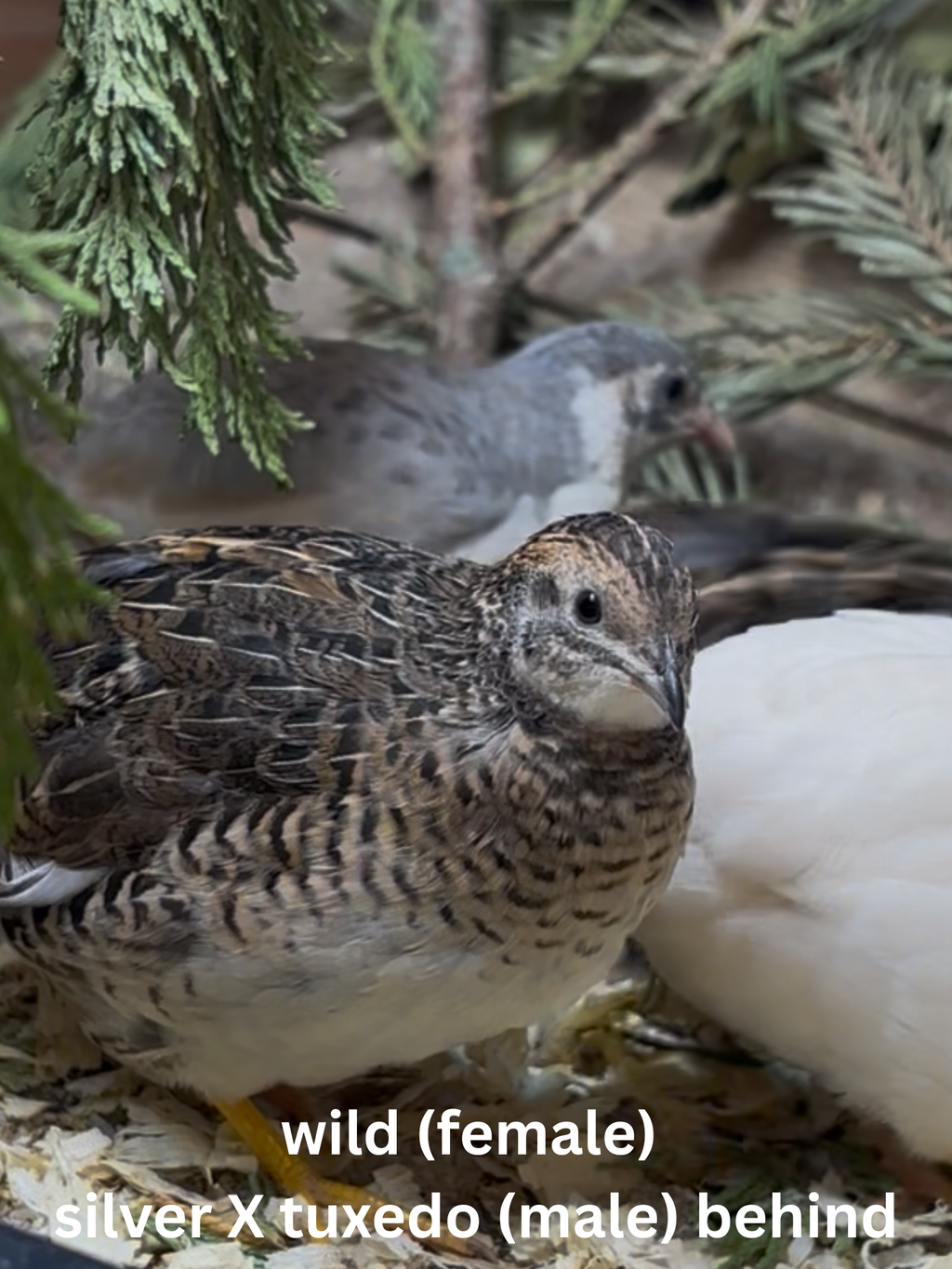 Button Quail / Chinese Painted Quail Eggs