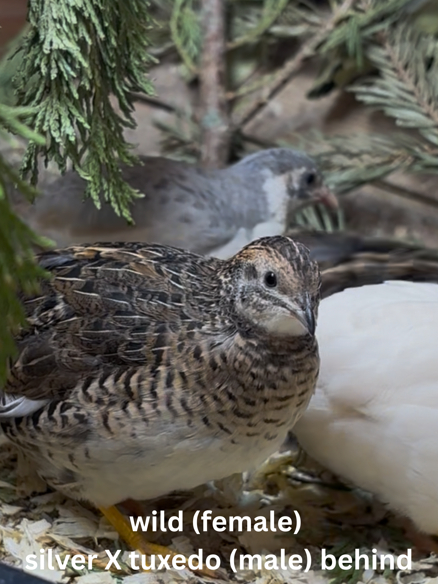 Button Quail / Chinese Painted Quail Eggs