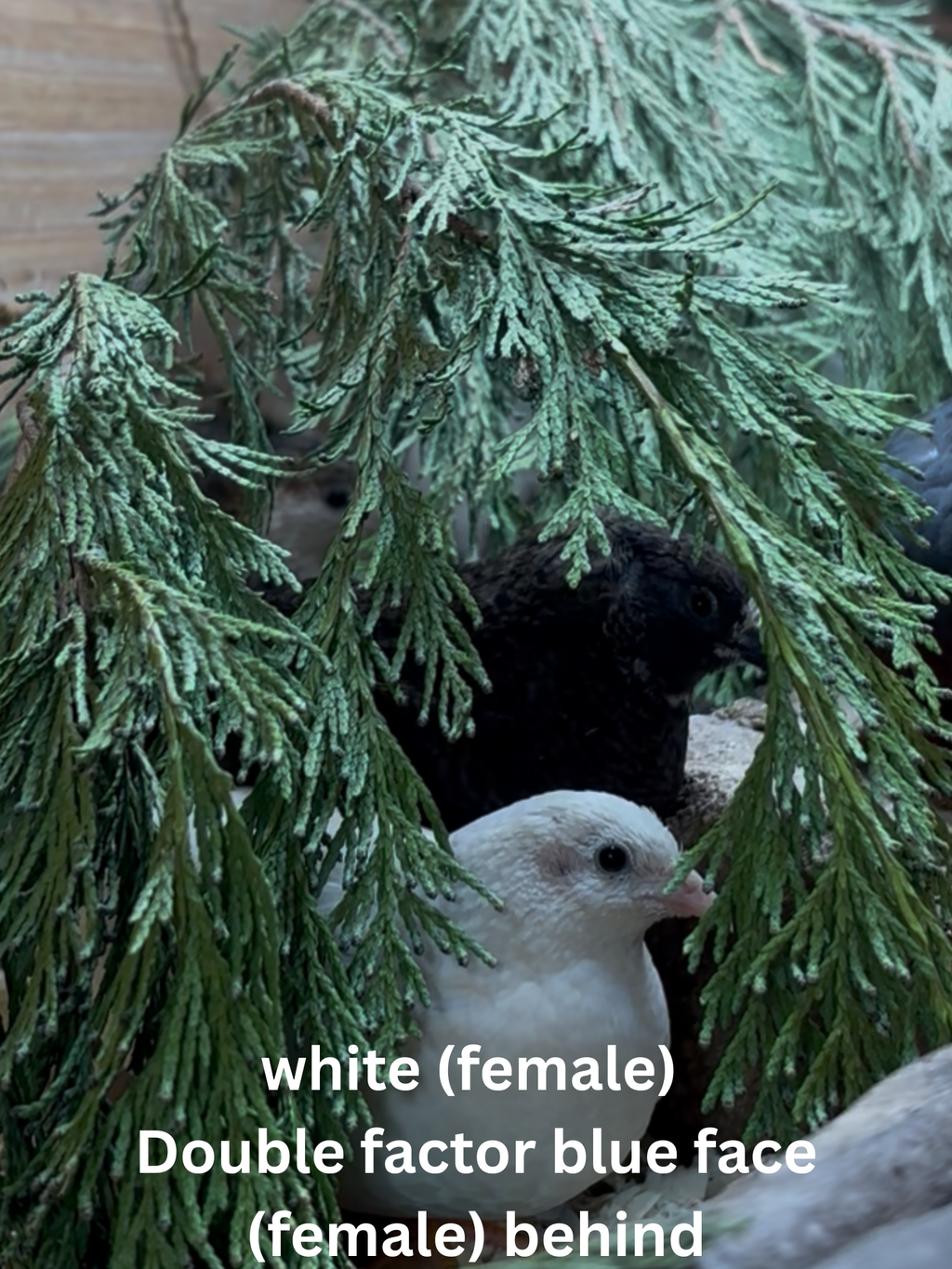 Button Quail / Chinese Painted Quail Eggs